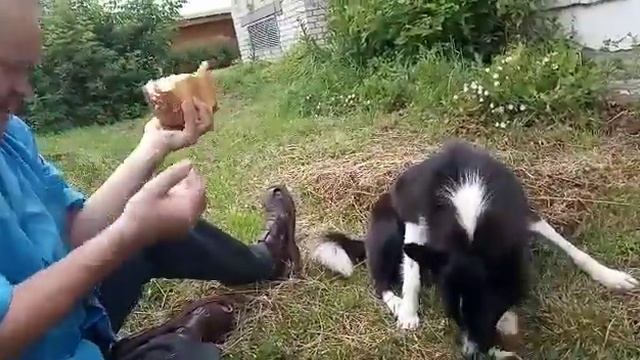 Собака кормит ветеринара хлебом смотреть онлайн