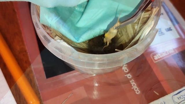 Если нашли птенца насекомоядных птиц/ Как спасти птенца смотреть онлайн