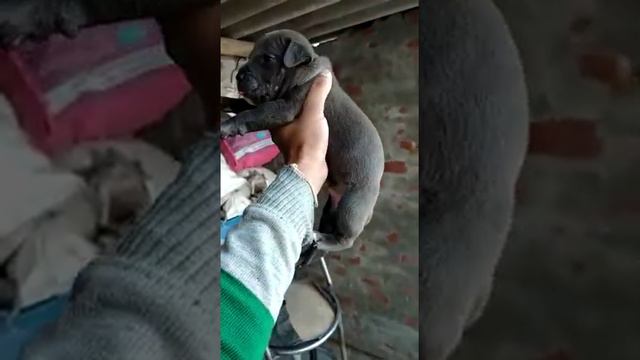 LABRADOR BKACK pupoy Supper Quality In Affordable Price pets zoo Punjab breeding смотреть онлайн