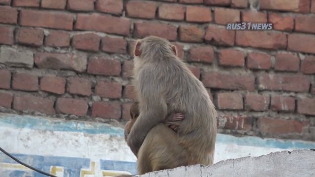 Агра Индия - Тадж Махал смотреть онлайн