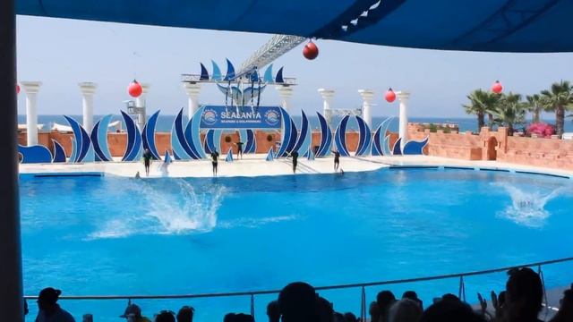 Турция 2017 | дельфины, море