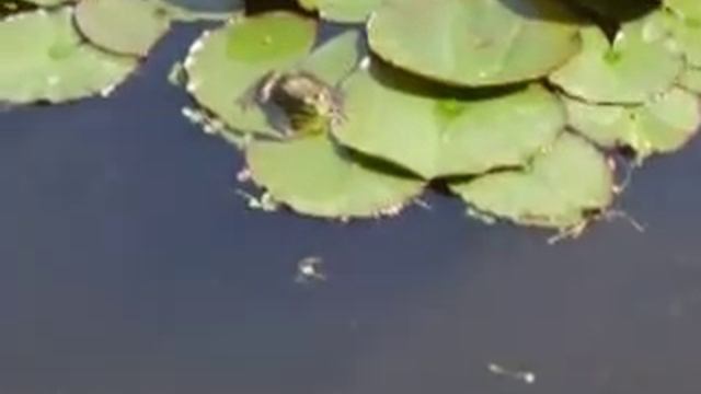 Жаби смотреть онлайн