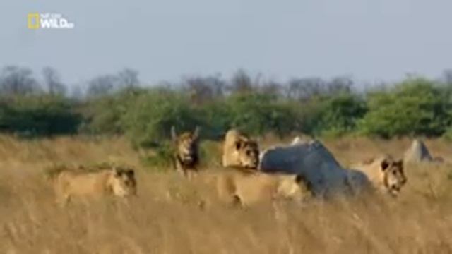 Nat Geo Wild  Хищники Африки молодая кровь NationalGeographic Animalplanet Охота диких зверей