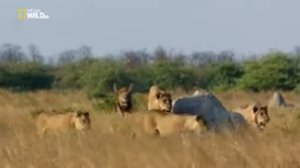 Nat Geo Wild  Хищники Африки молодая кровь NationalGeographic Animalplanet Охота диких зверей