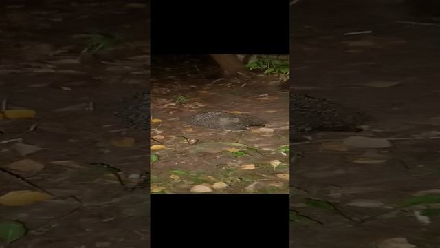 Встретил ежа.mp4