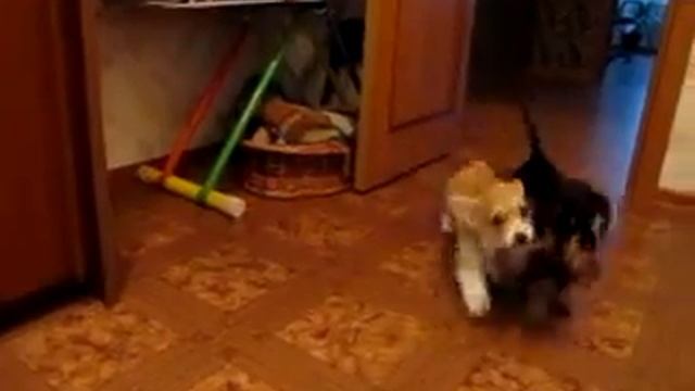 такса и корги играют с веревочной косичкой смотреть онлайн