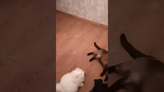 утренняя разминка #котики #такса #животные смотреть онлайн