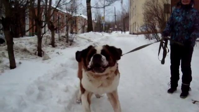 Альпен Гольд Вильям Виннер смотреть онлайн