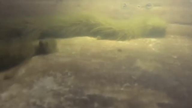 В Таиланде поймали Змею покрытую Мехом? смотреть онлайн