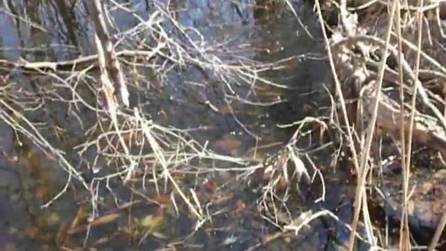 The Frog Witch Project? смотреть онлайн