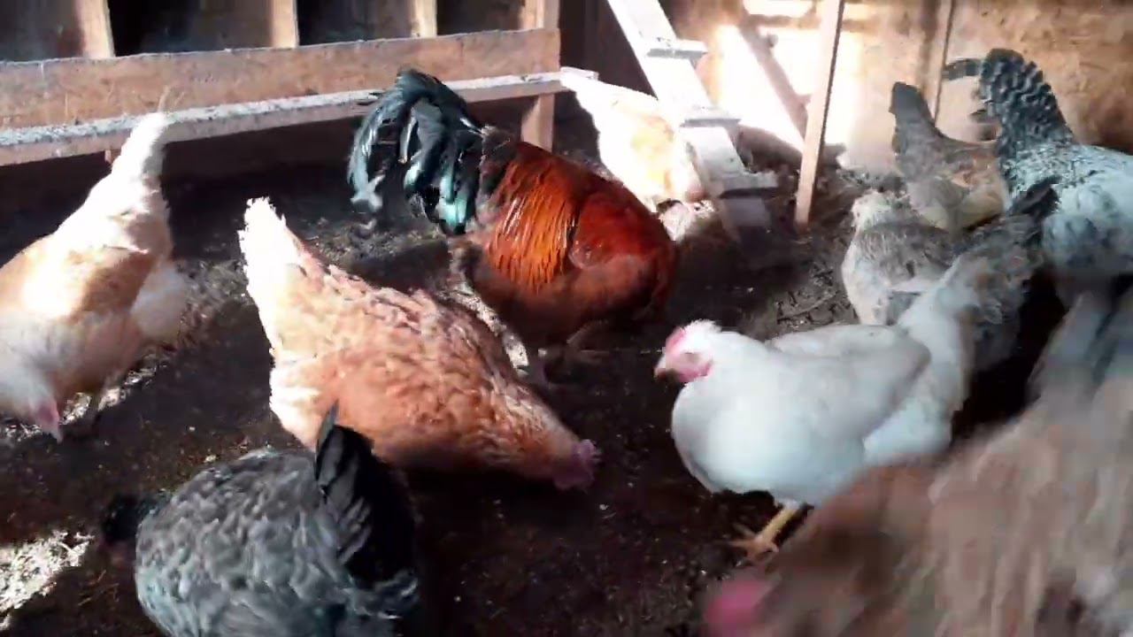 мои курочки.... смотреть онлайн