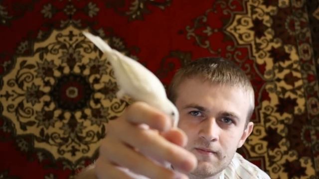 РУЧНАЯ ПТИЦА КЕНАР СЕНЬКА смотреть онлайн