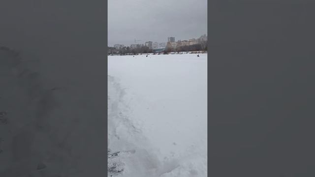 Новый вид ТЮЛЕНЕЙ смотреть онлайн