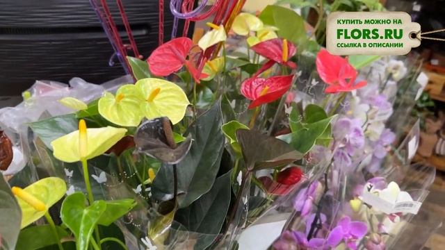 #31 Обзор комнатных растений в цветочном магазине | Орхидея, алоказия, пахира, диффенбахия смотреть онлайн