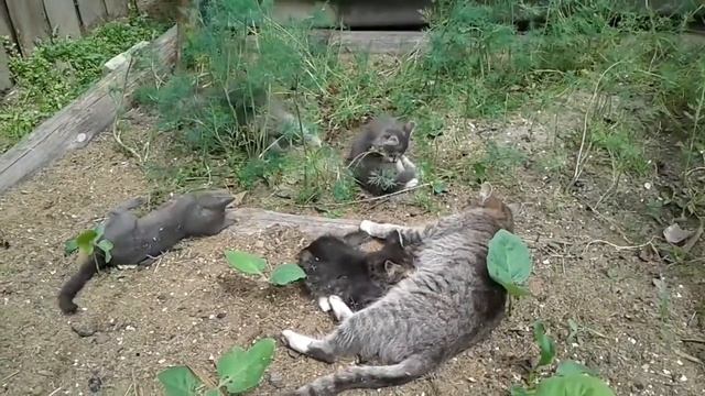 Вредители огорода?Пионы цветут #пионы #котята #огород #peonies #kitten #mypet #моипитомцы #garden смотреть онлайн