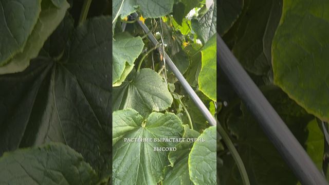 КАК ФОРМИРОВАТЬ ОГУРЦЫ смотреть онлайн