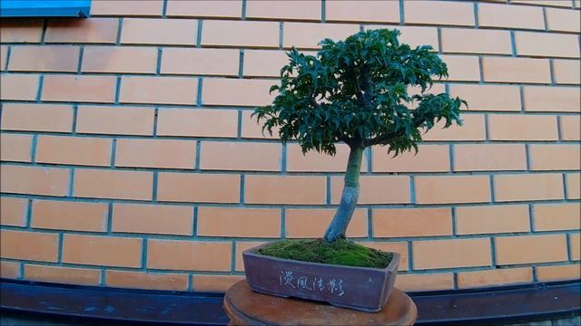 Бонсай клен дланевидный Шишигашира 2 Bonsai аcer palmatum Shishigashira 2 весна 2022 год смотреть онлайн