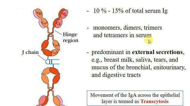 Types of Antibodies: IgG, IgM, IgA, IgE and IgD смотреть онлайн