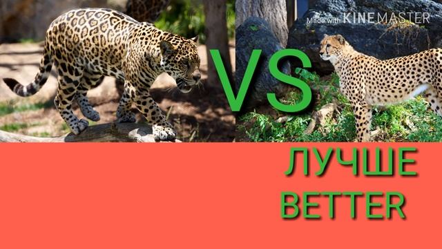 Леопард против гепарда. Leopard against cheetah. Животные. Батл животных. смотреть онлайн