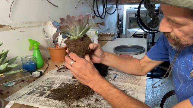 Echeveria “Neon Breakers”