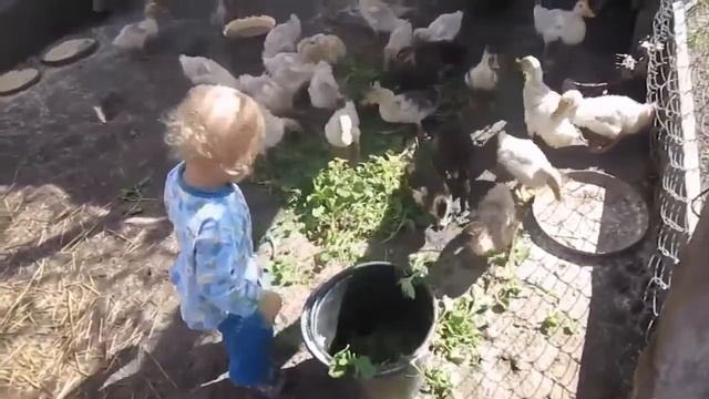 Кормим утят (музыка - "Зверята", Екатерина Железнова) смотреть онлайн