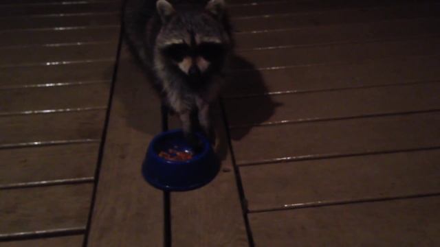 Rob Feeds Hungry Raccoon смотреть онлайн