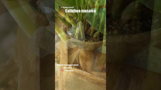 Калатея мозаичная (Calathea Musaica) в народе известная как Калатея 'Нетворк' (Calathea ‘Network’)