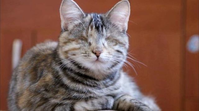 Женщина взяла слепую кошку на несколько недель.. а дальше произошло неожиданное!