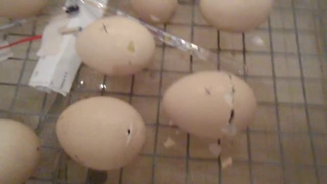 Рождение ПАВЛИНА 1 смотреть онлайн