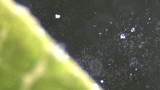 Bacterial Streaming - Magnolia Leaf