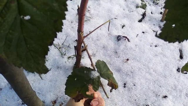 Подрезка ремонтантной и обычной малины в Ленинградской области. смотреть онлайн