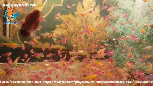 разноцветные малыши тернеции глофиш, Glofish, GloTetra, флуоресцентная