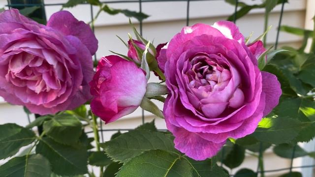Lavender Crush Climbing Rose 3rd year June 2022 смотреть онлайн