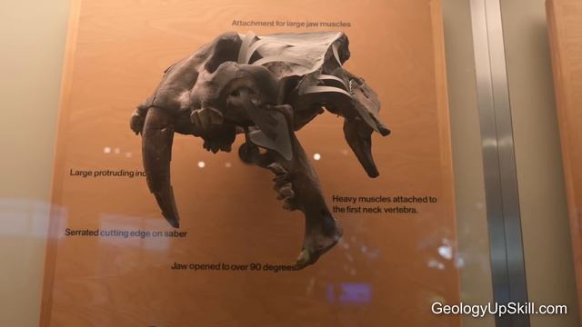 La Brea Tar Pit Fossils смотреть онлайн