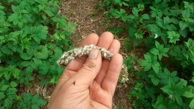 Женская осина, семена. Небольшой обзор. смотреть онлайн