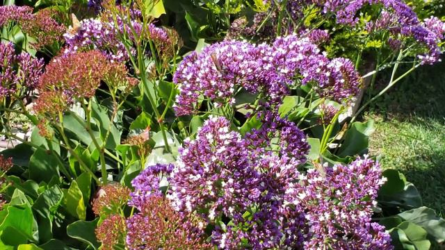 Painted Lady butterflies смотреть онлайн
