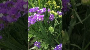 СТАТИЦА -неприхотливый однолетник ОТЗЫВ