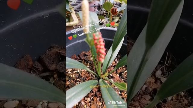 ♥️💚 Anthurium Bakeri ♥️💚 #anthurium #anthuriumlovers #notforsale #srilanka @subaimaorchids8727 смотреть онлайн