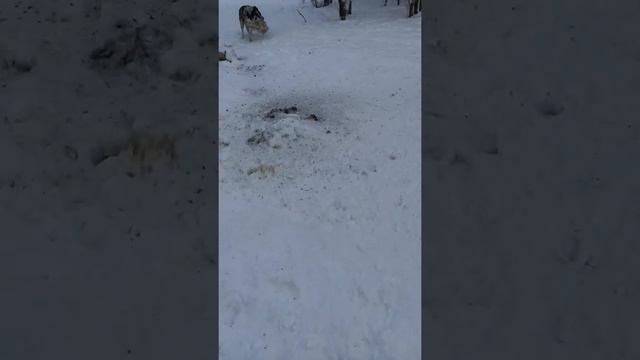САО настоящие, алабаи смотреть онлайн