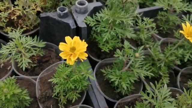 Биденс DORADO DOUBLE BIG YELLOW показал свой цветочек. Ждала с осени! ? смотреть онлайн