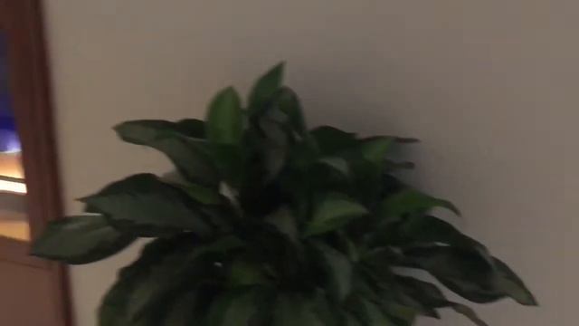 A Tour Of The Conrad Hotel In Fort Lauderdale Beach FL смотреть онлайн