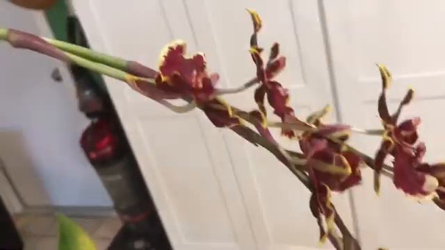 Ons. Wildcat ‘Golden Red Star’ Blooms - April 2022 смотреть онлайн
