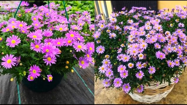 ЧУДО-ЦВЕТОК! СВЕРХ ОБИЛЬНОЕ И НЕПРЕРЫВНОЕ ЦВЕТЕНИЕ ВЕСЬ СЕЗОН