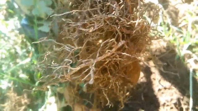 Пересадка аспарагуса! смотреть онлайн