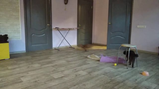Такса Ксюша играет с котом Андреем. смотреть онлайн