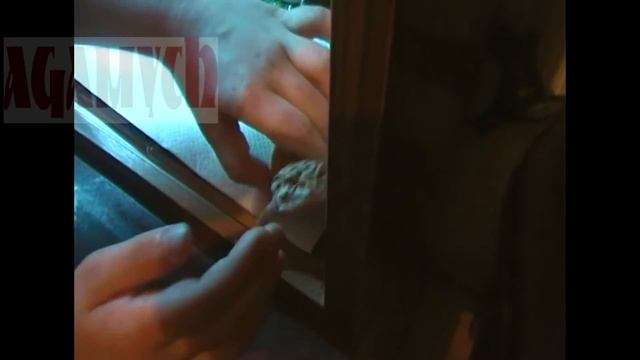 Настя кормит Эублефара Мучным Червём (Мучной Хрущак) смотреть онлайн