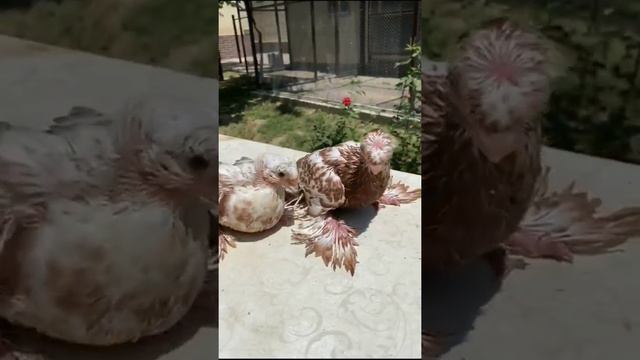 Красавчики 24 часа с дорогими голубями. Двухчубые голуби. Tauben. Pigeons. Palomas. Pombos. 비둘기.