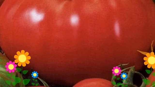 Томат обыкновенный Розовый слон. Краткий обзор, описание характеристик, где купить саженцы, семена смотреть онлайн