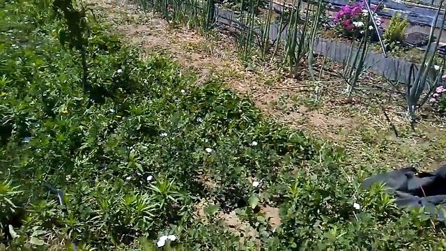 #170 Продолжаем "асфальтировать" наш огород смотреть онлайн