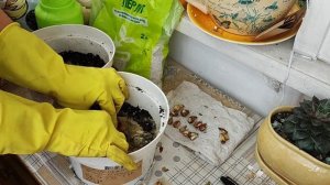 Подснежник. Посадка луковиц в горшок для балкона. Октябрь 2023.